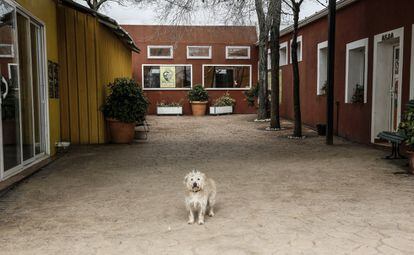 Uno de los 80 perros que vive en la Protectora de Animales Alba en la entrada de las instalaciones.