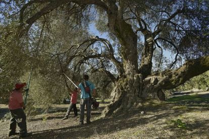 El acebuche de la Hoya, un olivo de 350 años en La Iruela (Jaén).