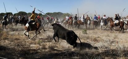 El Toro de la Vega de Tordesillas (Valladolid) en el que se alanceaba y daba muerte al astado es el caso de festejo taurino popular que más polémica ha suscitado en los últimos años. El Gobierno de Castilla y León ha aprobado un decreto ley este año que prohíbe lancear y dar muerte en público al animal. El texto legal aprobado prevé que las fuerzas de seguridad puedan dar muerte al animal con público si se escapa del recorrido. En el pasado (1964) ya se prohibió que se le diera muerte, aunque apenas se aplicó la medida.