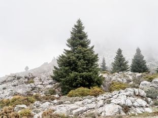 Los pinsapos más  jóvenes, tienen la forma triangular del árbol de Navidad. Se diferencian de los abetos del norte por sus hojas más gruesas y cortas.