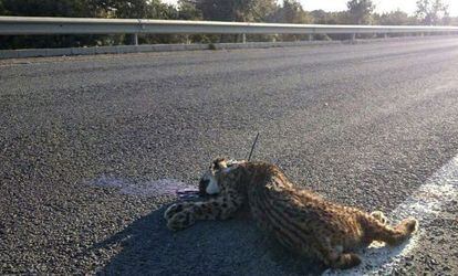 Fotografía facilitada por WWF de un lince atropellado en febrero cerca de Doñana.