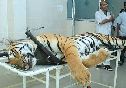 El cadáver de la tigresa, este sábado en el Centro de Rescate de Goreada, en Nagpur (India).