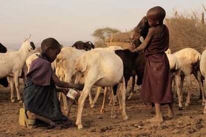 A primera hora de la mañana, todo el pueblo sale fuera de las bomas para ordeñar a sus cabras y ovejas. La actividad se repite cuando el rebaño vuelve de pastar, antes de que caiga el Sol. La leche representa el alimento principal en la dieta de los masai de Mfereji.