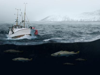 Tradición y sostenibilidad: las claves de la pesca del bacalao Skrei