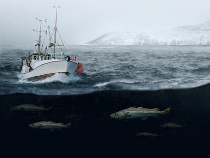 Tradición y sostenibilidad: las claves de la pesca del bacalao Skrei