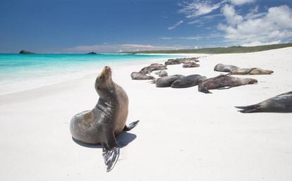 Leones marinos en una playa de las islas Galápagos (Ecuador).