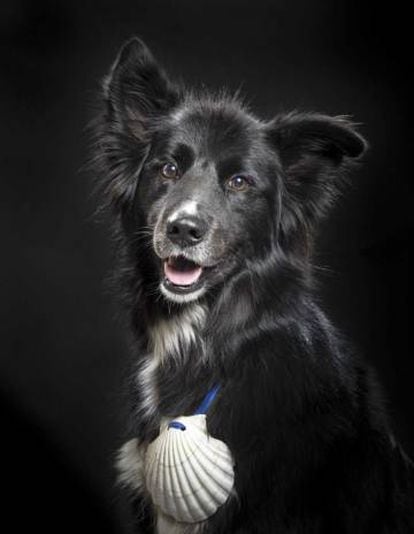 Fotografía de estudio de 'Neo' con la concha de vieira peregrina que será entregada al Papa.