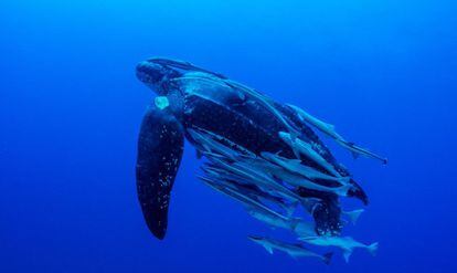 Una tortuga de la especie ‘dorso de cuero’ nada rodeada de peces que la siguen conformando un caso de simbiosis. Está en situación vulnerable de acuerdo a la UICN.