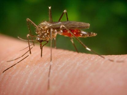 El mosquito Aedes japonicus.