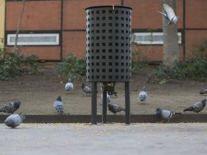 Los 40 dispensadores disparan maíz a las ocho de la mañana, la hora del día en la que estas aves tienen más hambre