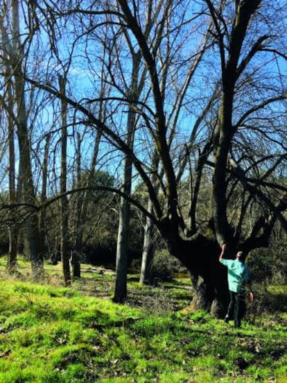 Un guía de baños de bosque contempla un árbol en la senda del Puente de Retamar, en Madrid.