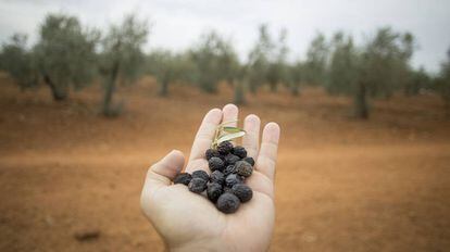 Un pu&ntilde;ado de aceitunas secas recogidas en un olivar de Sevilla afectado por la sequ&iacute;a y el calor.