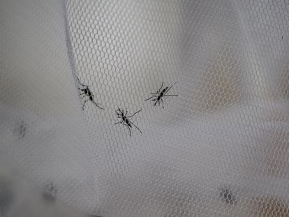 Mosquitos en un centro de investigación en Buenos Aires, en mayo de 2023.