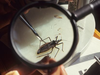 Insecto que transmite el parásito de la enfermedad de Chagas, en un laboratorio del Instituto Oswaldo Cruz, en Río de Janeiro (Brasil).