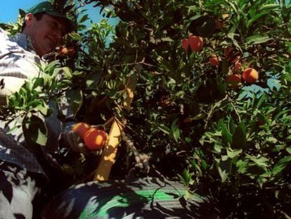Trabajadores del campo recogiendo naranjas.