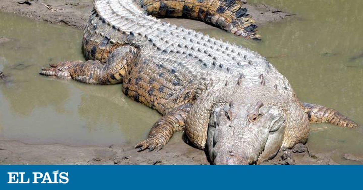 Una turista graba en Australia el ataque de un cocodrilo a su amiga | Mundo  animal | EL PAÍS