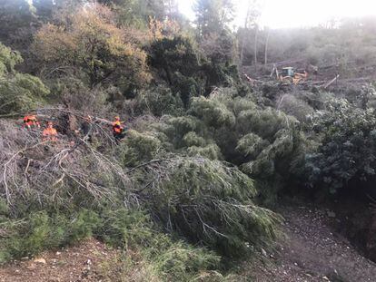 Imatge del arbres caiguts a Collserola pel temporal Glòria.
