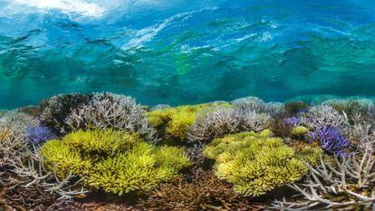 Fotograma del documental 'Chasing coral', de Richard Vevers.