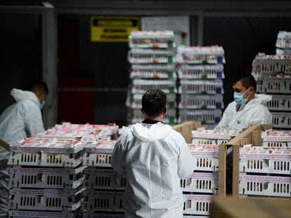 Trabajadores organizan cajas de rosas de exportación para celebrar el día de San Valentín, en el aeropuerto El Dorado de Bogotá, el 9 de febrero de 2022.