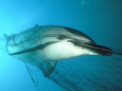 Un delfín, atrapado en una red de pesca.