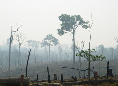 Desde 2000 se han talado 155.000 kilómetros cuadrados de selva amazónica en Brasil.