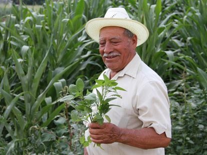  Agricultor en Oaxaca, M&eacute;xico.