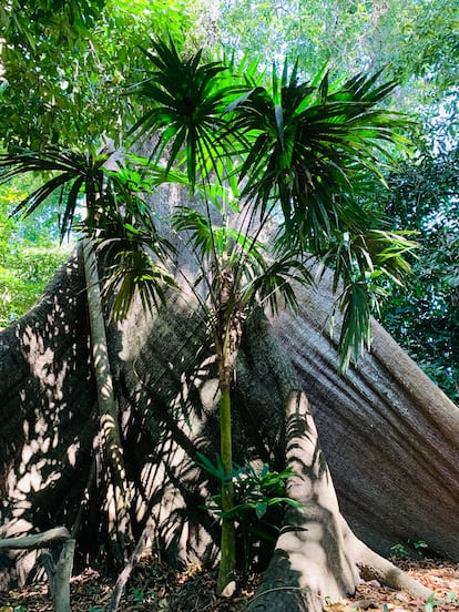 Selva Amazónica en Riberalta, Bolivia