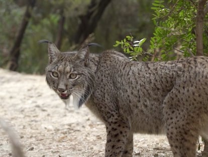 Un ejemplar de lince ibérico, en una imagen de archivo.