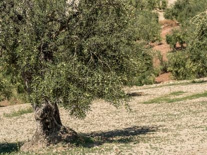 Olivos de la variedad aceituna aloreña de Málaga.