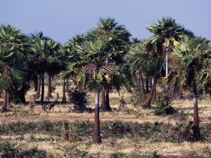 Plantación de mauritia flexuosa en Venezuela.