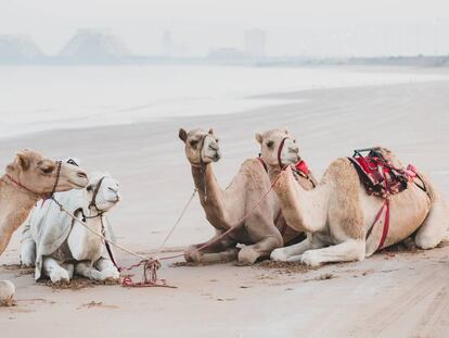 Camellos descansando sobre las playas del golfo Pérsico en el emirato Ras al-Jaima.
