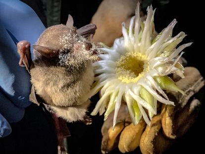 Un ejemplar de murciélago de nariz larga avistado en Ciudad de México.
