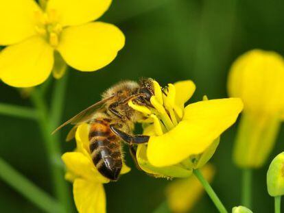 Tras alimentarse en campos de colza tratada con neonicotinoides, varias especies de polinizadores, pero no la abeja mel&iacute;fera, mostraron mayor desorientaci&oacute;n, tasa de mortalidad e incapacidad para crear colmenas.