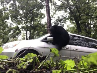 Una familia encuentra a un oso en el interior de su coche