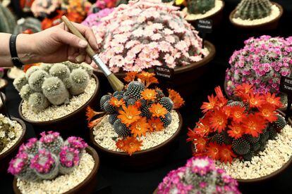 Un trabajador coloca unos cactus para prepararlos para la exposición en el Chelsea Flower Show de Londres.