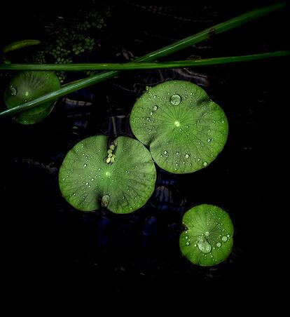 Nelumbo lucifera (Sacred Lotus).