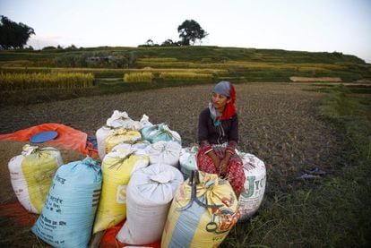 Una campesina nepalí sentada en sacos con el arroz ya seleccionado.