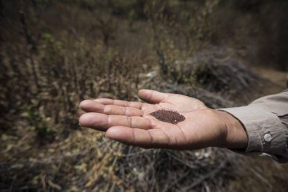 Un campesino muestra semillas de amapola en Guerrero.
