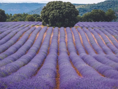 Festival de la Lavanda en Brihuega: artistas, entradas y cómo llegar a los campos púrpuras que todos quieren visitar 