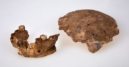 The fossils found in Nesher Ramla (Israel).