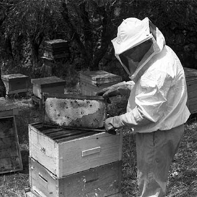 Colmenas de abejas en Colmenar Viejo (Madrid).