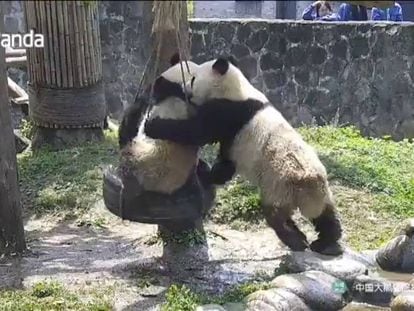 Dos pandas juegan en un columpio en China.
