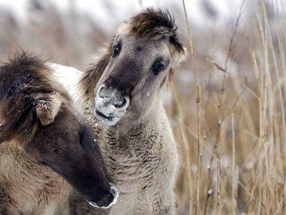 Caballos konik en el parque de Oostvaardersplassen.en diciembre de 2010.