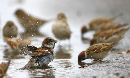 Un grupo de gorriones se lavan y beben agua de un charco.