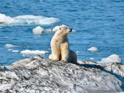 Un oso polar en la isla de Wrangel, en Rusia.