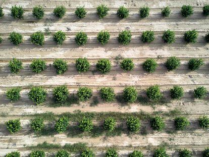 Cultivo de naranjos en Torrevieja (Alicante).