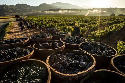 Varios trabajadores recogen uvas en la vendimia, el pasado mes de agosto.