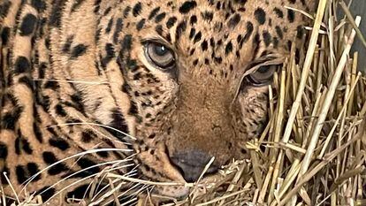 Brave, a malnourished leopard found in Ukraine