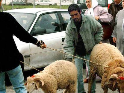 Los corderos que enfrentan al Gobierno con las asociaciones musulmanas de Melilla