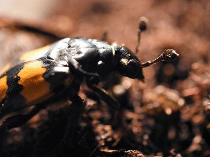 Un ejemplar del escarabajo 'Nicrophorus vespilloides'.